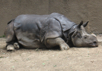 rhinosleeps